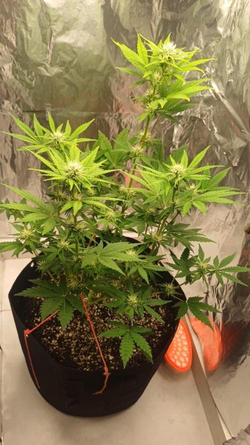 1ª plant. Week 6