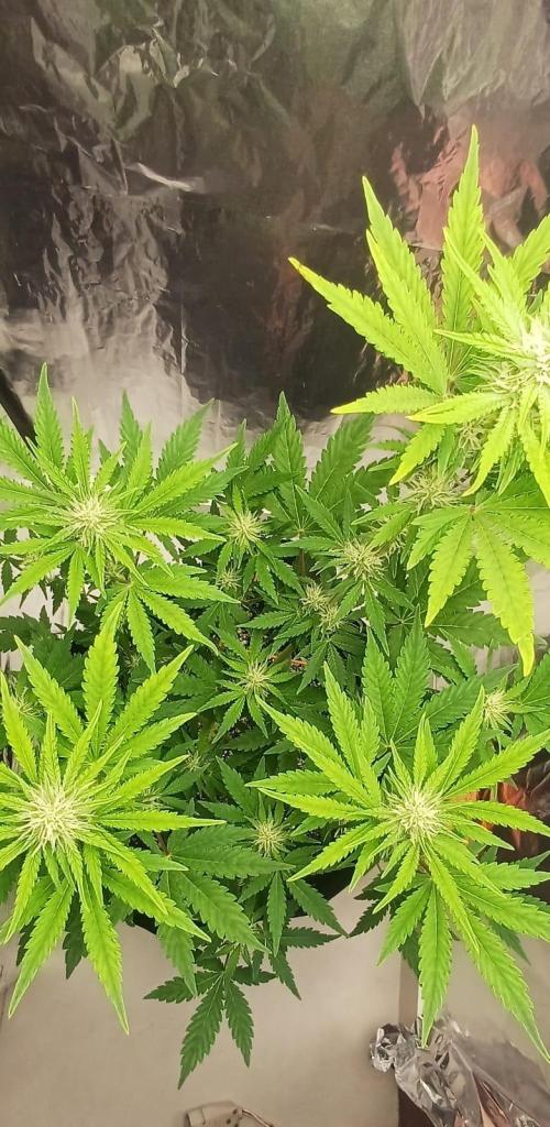 1ª plant. Week 6