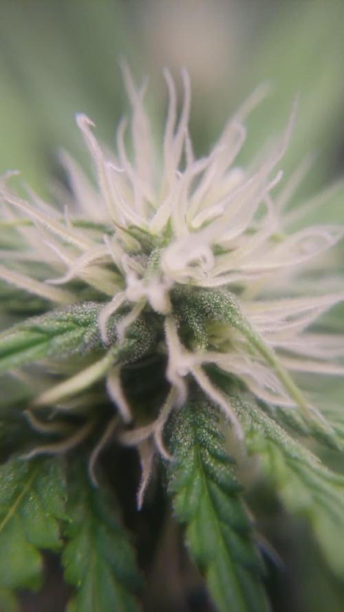 1ª plant. Week 6