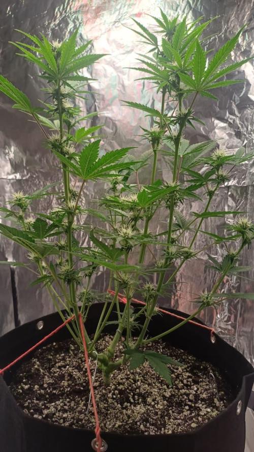 1ª plant. Week 6