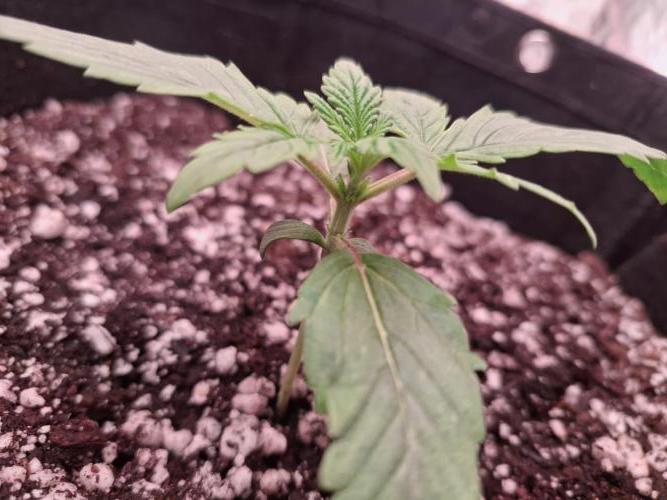 1ª plant. Week 2 - day 14