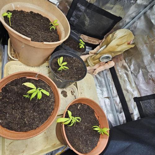 Kush Mintz Fast Clones. Week 1
