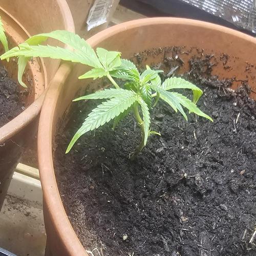 Kush Mintz Fast Clones. Week 2