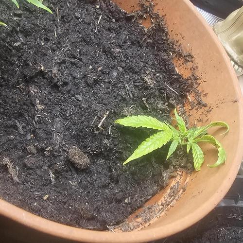 Kush Mintz Fast Clones. Week 2