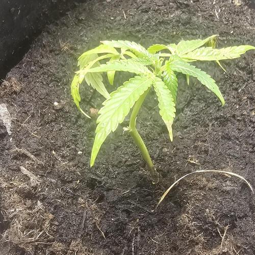 Kush Mintz Fast Clones. Week 2