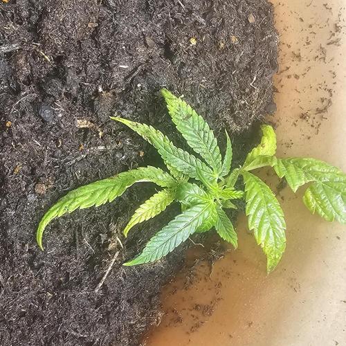 Kush Mintz Fast Clones. Week 2