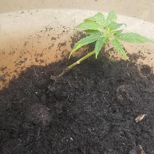 Kush Mintz Fast Clones. Week 2