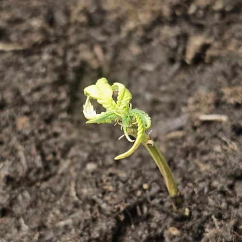 Kush Mintz Fast Clones. Week 2 - thoughts and prayers pls