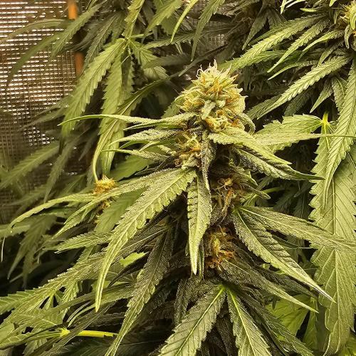 Kush Mintz Fast Clones. Week 2