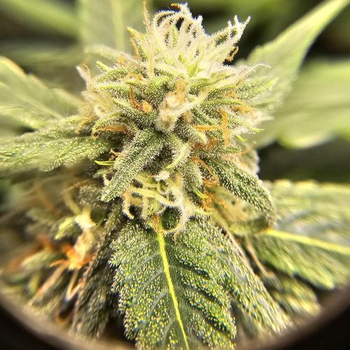 Kush Mintz Fast Clones. Week 2