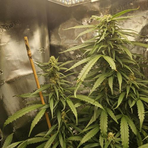 Kush Mintz Fast Clones. Week 2 - main cola sadly had to be trimmed a bit due to light burn, before i got my tent 