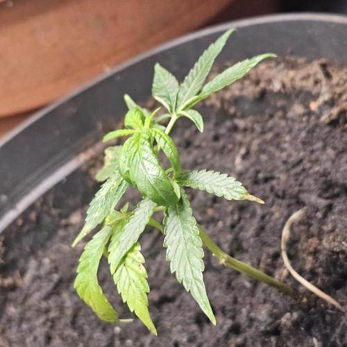 Kush Mintz Fast Clones. Week 3