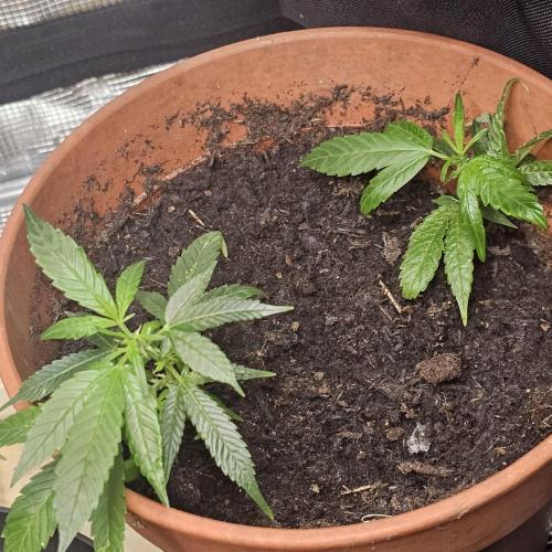 Kush Mintz Fast Clones. Week 3