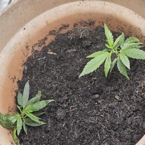 Kush Mintz Fast Clones. Week 3