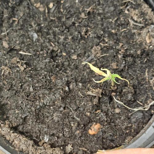 Kush Mintz Fast Clones. Week 3
