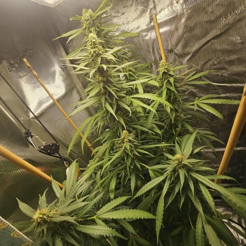 Kush Mintz Fast Clones. Week 3