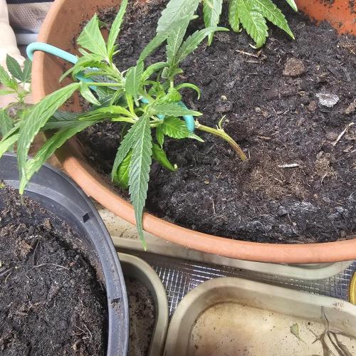 Kush Mintz Fast Clones. Week 3