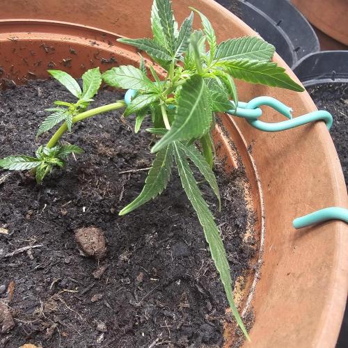 Kush Mintz Fast Clones. Week 3