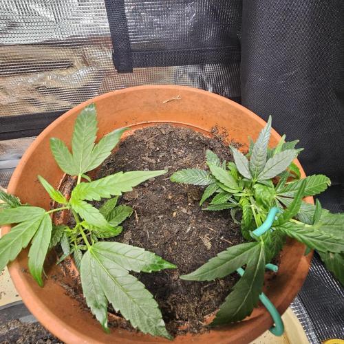 Kush Mintz Fast Clones. Week 4