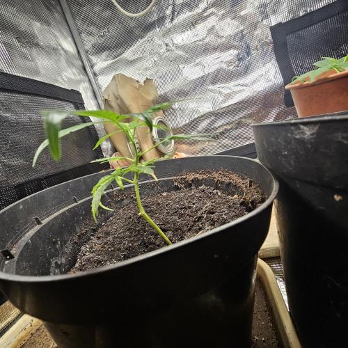 Kush Mintz Fast Clones. Week 4