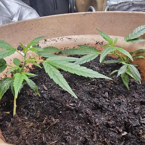 Kush Mintz Fast Clones. Week 4
