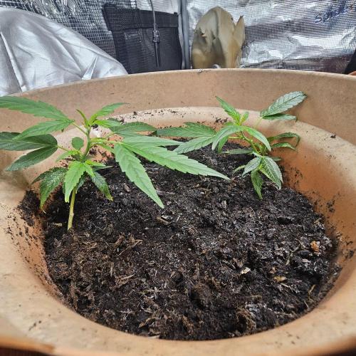 Kush Mintz Fast Clones. Week 4
