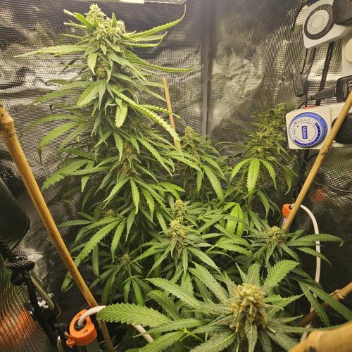 Kush Mintz Fast. Week 4