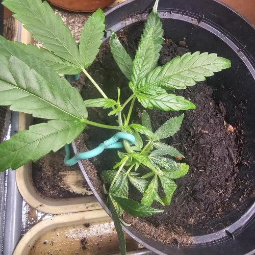 Kush Mintz Fast Clones. Week 5