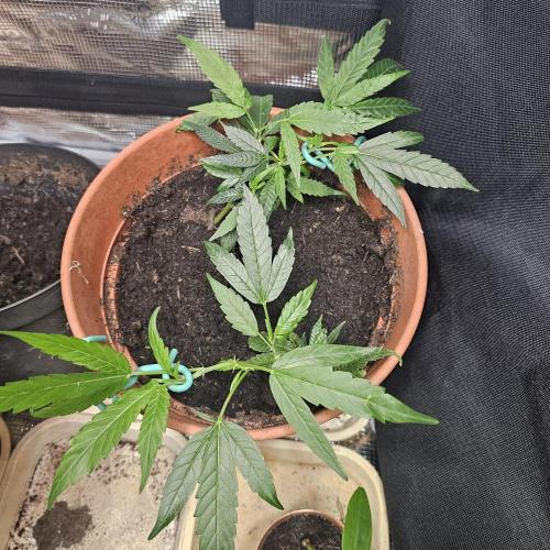 Kush Mintz Fast Clones. Week 5