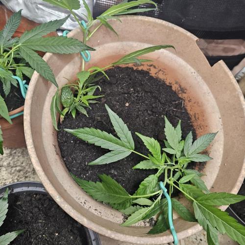 Kush Mintz Fast Clones. Week 5