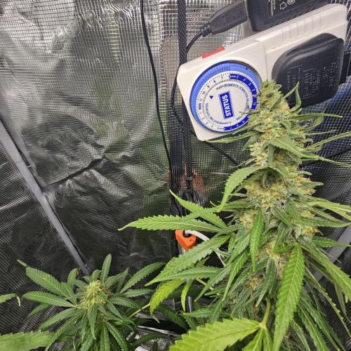 Kush Mintz Fast. Week 5