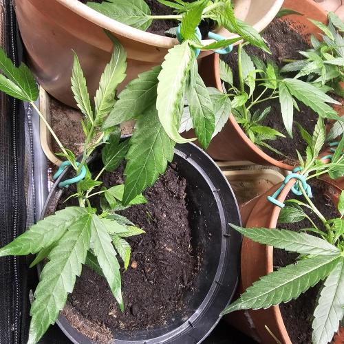 Kush Mintz Fast Clones. Week 6