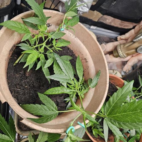 Kush Mintz Fast Clones. Week 6