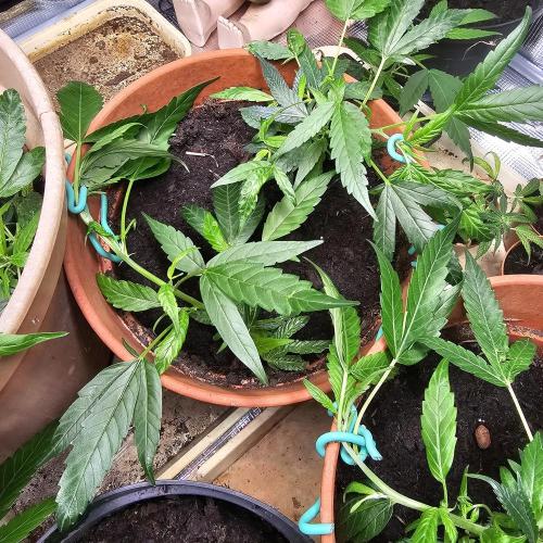 Kush Mintz Fast Clones. Week 6