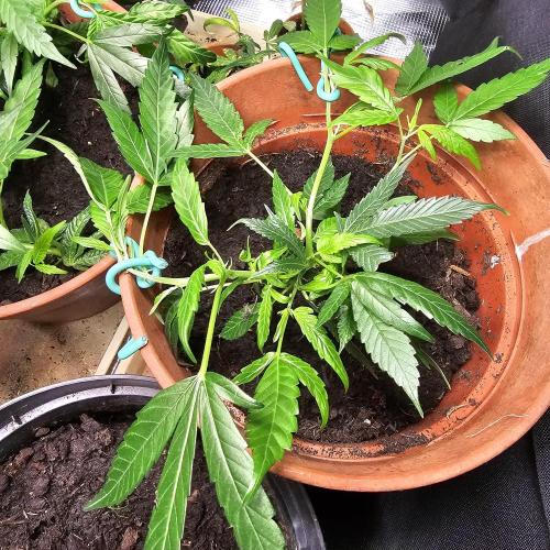Kush Mintz Fast Clones. Week 6