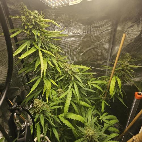 Kush Mintz Fast Clones. Week 6