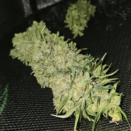 Kush Mintz Fast Clones. Week 6