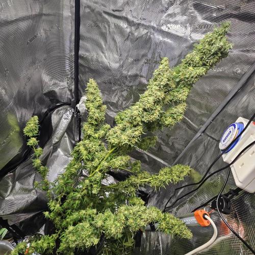 Kush Mintz Fast Clones. Week 6