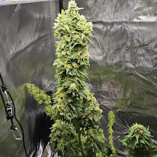 Kush Mintz Fast Clones. Week 6
