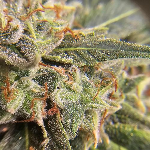 Kush Mintz Fast Clones. Week 6