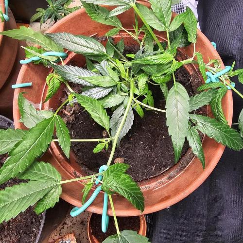 Kush Mintz Fast Clones. Week 7