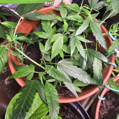 Kush Mintz Fast Clones. Week 7