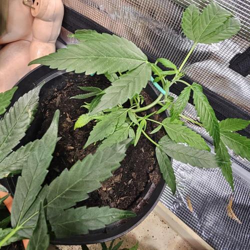 Kush Mintz Fast Clones. Week 7