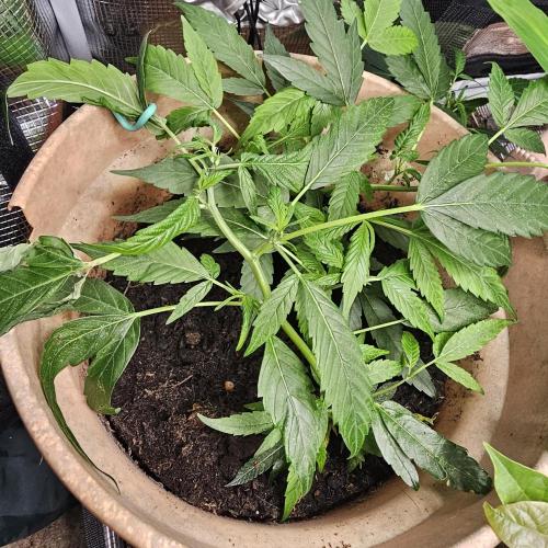 Kush Mintz Fast Clones. Week 7