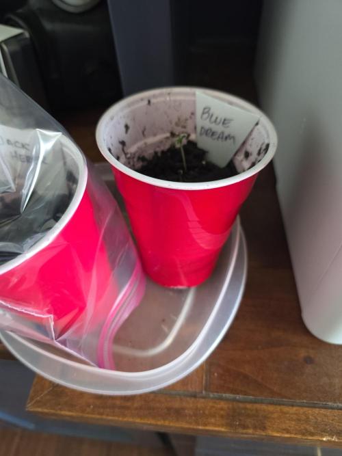 Blue Dream and Jack Herer. Week 1