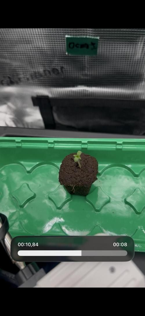 Gorilla Cookies FF. Week 0