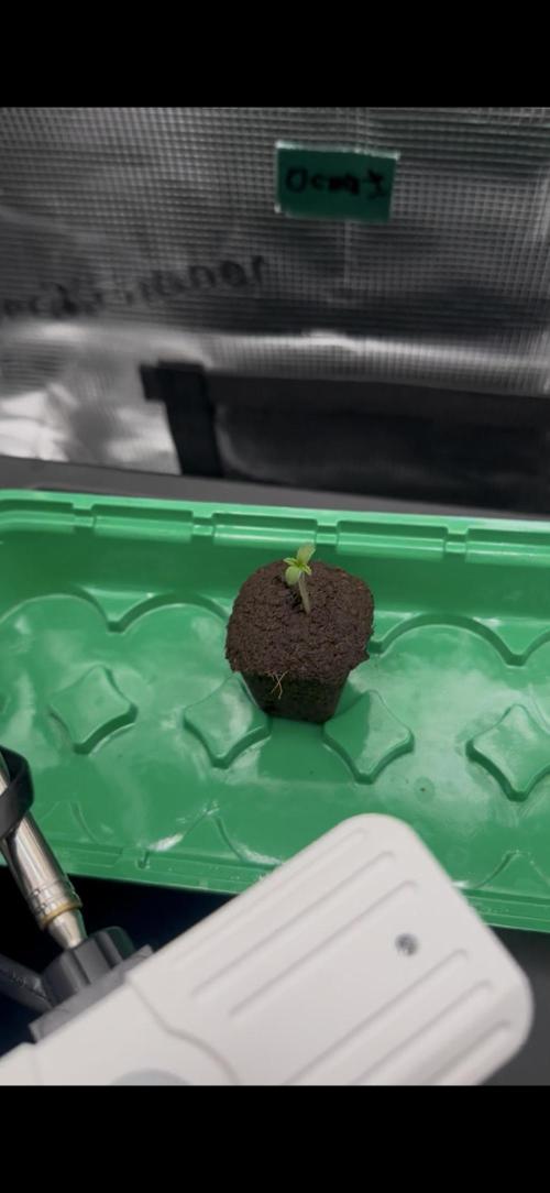 Gorilla Cookies FF. Week 0