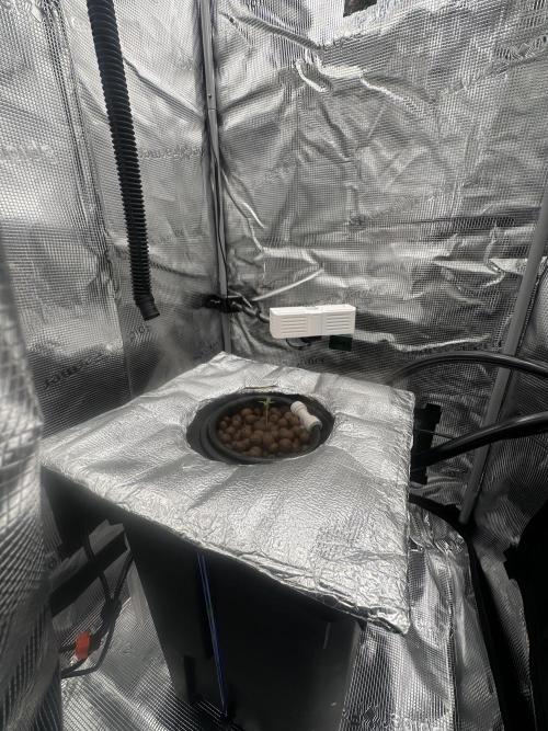 Gorilla Cookies FF. Week 1