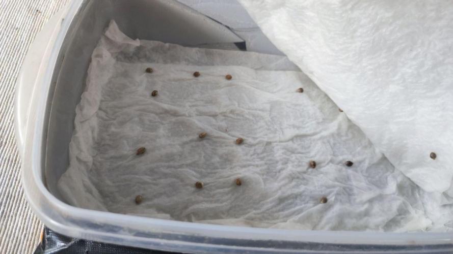 Autopot Biotabs Only Water. Week 0