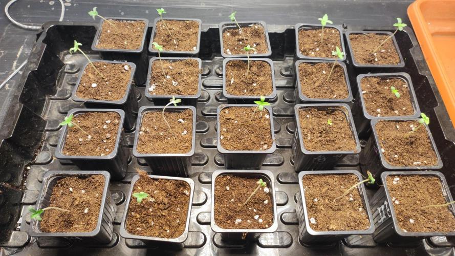 Autopot Biotabs Only Water. Week 1 - 80ml por planta 0,4ml top roots ph 6,1
